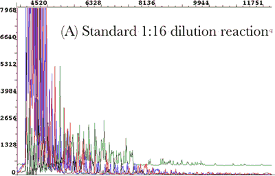 standard bigdye dilution