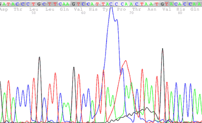 dye blob DNA sequencing trace