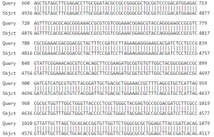 trace file dna sequencing 4peaks trace file dna sequencing 4peaks