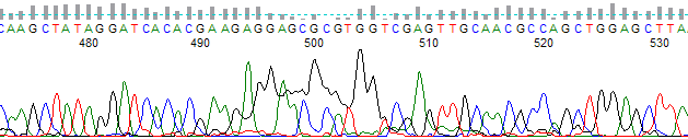 Figure 2. Late "G" dye blob after 400 bases