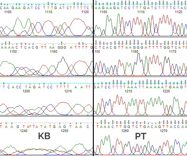 Comparison between PeakTrace and KB basecallers