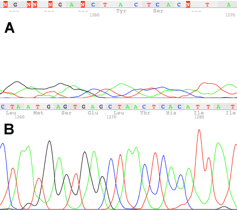 longtrace_1300