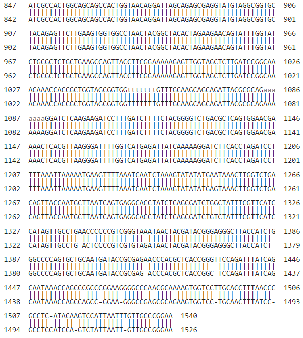 pt_pgem_megablast