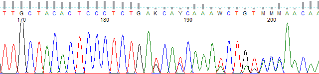 Figure 2. Polymorphic region basecalled using PeakTrace 5 and a 30% threshold.