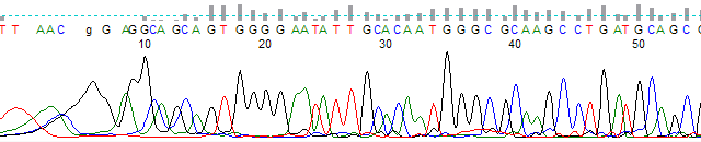 Figure 2. KB basecalled trace after manual editing to correct basecalling errors.