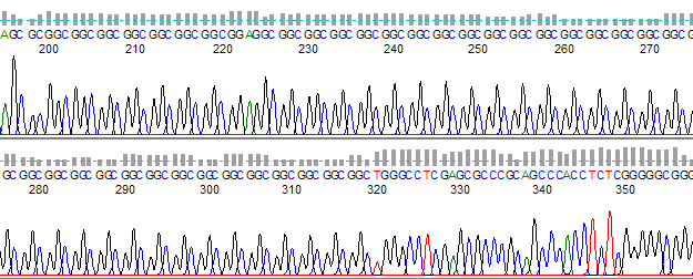 Figure 2. Trinucleotide repeat of GGC without slippage.