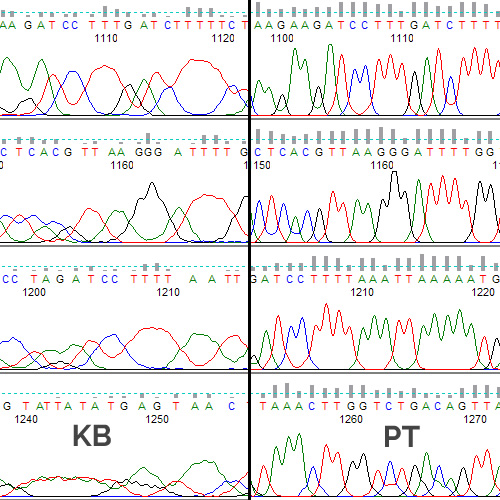 comparison of PeakTrace basecalling with ABI KB basecalling